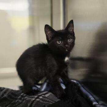 Cornelius -  Domestic Short Hair Cat for Adoption in Dickson, Tennessee - Cornelius | PetCurious