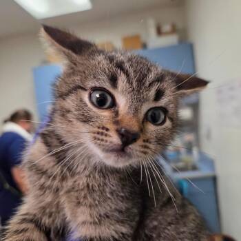 Domestic Short Hair Cats Available for Adoption in Charleston, West Virginia - Having Said That | PetCurious