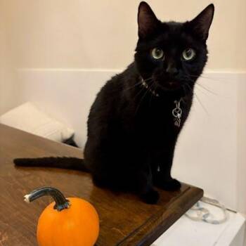 Rescue Domestic Short Hair Cats for Adoption in Evanston, Illinois - Gulf | PetCurious