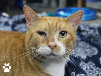 Jon -  Domestic Short Hair Cat for Adoption in Missoula, Montana - Jon | PetCurious