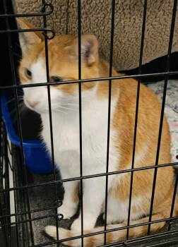 Sunny -  Domestic Short Hair Cat for Adoption in St. Cloud, Minnesota - Sunny | PetCurious