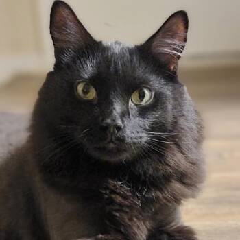 Ronald -  Domestic Medium Hair Cat for Adoption in Las Vegas, Nevada - Ronald | PetCurious
