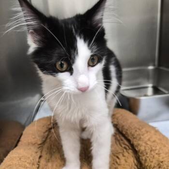Sheena -  Domestic Short Hair Cat for Adoption in Murray, Utah - Sheena | PetCurious