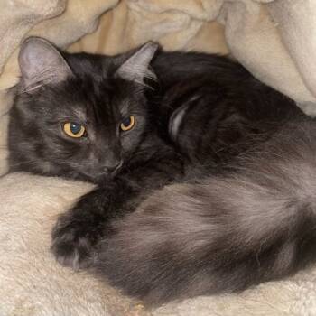 Rescue Domestic Long Hair Cats for Adoption in Hemet, California - Fluffy | PetCurious