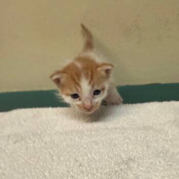 Kaz -  Domestic Short Hair Cat for Adoption in Pasadena, California - Kaz | PetCurious
