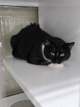 Cassius -  Domestic Short Hair Cat for Adoption in Saint Paul, Minnesota - Cassius | PetCurious