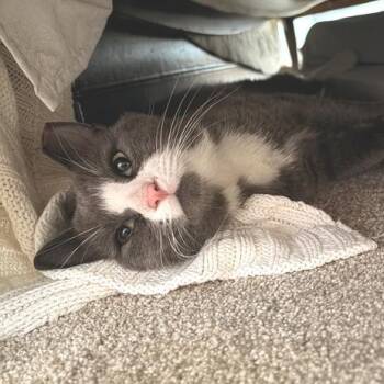 Peter Cotton Tail -  Domestic Short Hair Cat for Adoption in Marshall, Virginia - Peter Cotton Tail | PetCurious