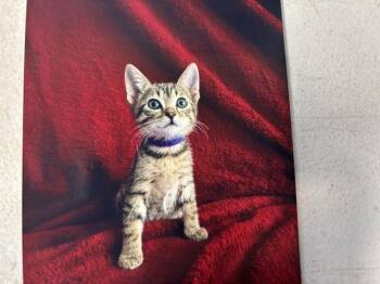 ADZUKI BEAN -  Domestic Short Hair Cat for Adoption in Grand Prairie, Texas - ADZUKI BEAN | PetCurious