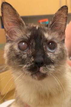 Rescue Domestic Short Hair Cats for Adoption in Elizabethton, Tennessee - FLOSSIE | PetCurious