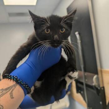 Manchego -  Domestic Short Hair Cat for Adoption in Watertown, New York - Manchego | PetCurious