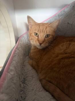 Leon -  Domestic Short Hair Cat for Adoption in Hyde Park, New York - Leon | PetCurious
