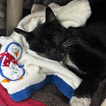 Mr. Worldwide -  Domestic Short Hair Cat for Adoption in Pasadena, California - Mr. Worldwide | PetCurious