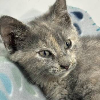 Misty -  Domestic Short Hair Cat for Adoption in Lakeville, Minnesota - Misty | PetCurious