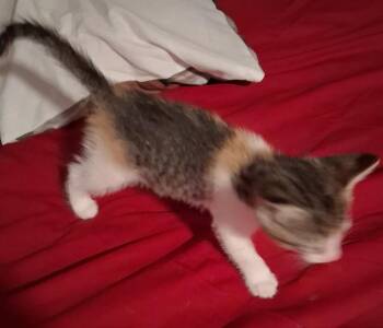 Sarong -  Domestic Short Hair Cat for Adoption in Shawnee, Oklahoma - Sarong | PetCurious