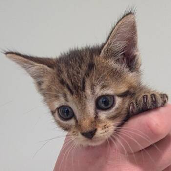 Marshmellow 1 -  Domestic Short Hair Cat Available for Adoption in Sand Springs, Oklahoma - Marshmellow 1 | PetCurious