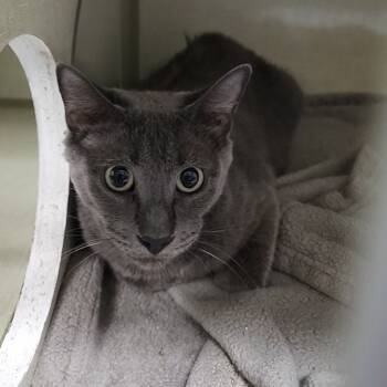 Rescue Domestic Short Hair Cats for Adoption in Monroe, Michigan - Eclipse | PetCurious