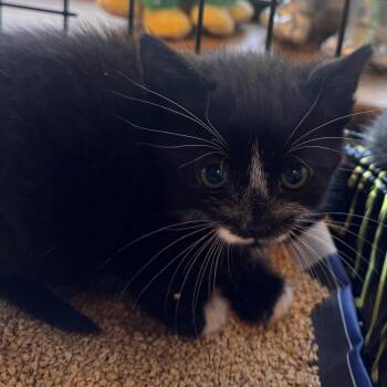 Furby -  Domestic Medium Hair Cat for Adoption in Wheeling, Illinois - Furby | PetCurious