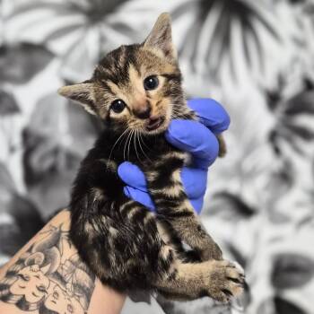 Domestic Short Hair Cats Available for Adoption in Wahiawa, Hawaii - Potpie | PetCurious