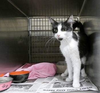 SCARLETT -  Domestic Short Hair Cat for Adoption in Pasadena, California - SCARLETT | PetCurious