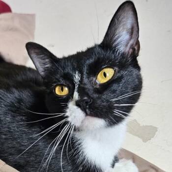 Courtney -  Domestic Short Hair Cat for Adoption in Bentonville, Arkansas - Courtney | PetCurious