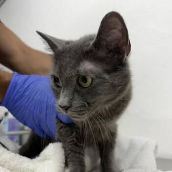 Patricia -  Domestic Short Hair Cat for Adoption in New York, New York - Patricia | PetCurious
