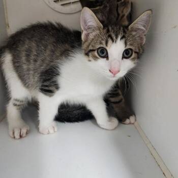 Mutt -  Domestic Short Hair Cat for Adoption in Walnutport, Pennsylvania - Mutt | PetCurious