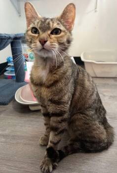 Melody -  Domestic Short Hair Cat for Adoption in Mcpherson, Kansas - Melody | PetCurious