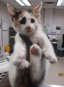 (607) -  Domestic Medium Hair Cat for Adoption in Marietta, Georgia - (607) | PetCurious