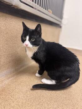 Domestic Short Hair Cats Available for Adoption - Lincoln | PetCurious