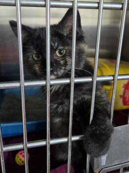 Woodsie -  Domestic Medium Hair Cat for Adoption in Detroit Lakes, Minnesota - Woodsie | PetCurious