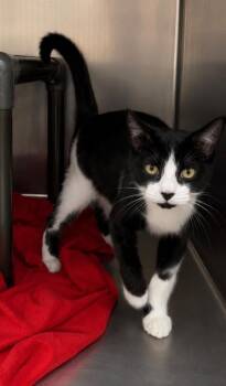 Dandi -  Domestic Short Hair Cat for Adoption in Fort Lupton, Colorado - Dandi | PetCurious