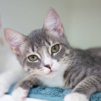 Rescue Domestic Short Hair Cats for Adoption in Cumming, Georgia - Gwendolyn | PetCurious