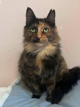 Toutoune -  Domestic Medium Hair Cat for Adoption in Montreal, Quebec - Toutoune | PetCurious
