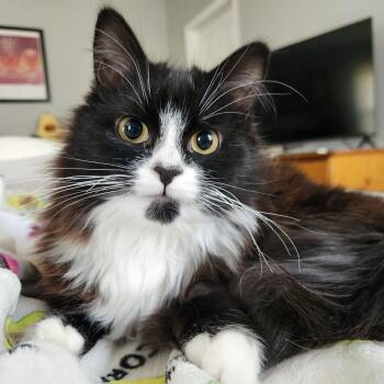 Domestic Long Hair Cats Available for Adoption in Mantua Township, New Jersey - Hopkins (tripod) | PetCurious