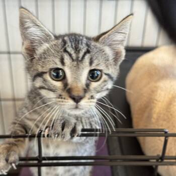 Milo -  Domestic Short Hair Cat for Adoption in Bentonville, Arkansas - Milo | PetCurious
