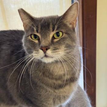 Taki -  Domestic Short Hair Cat for Adoption in San Antonio, Texas - Taki | PetCurious