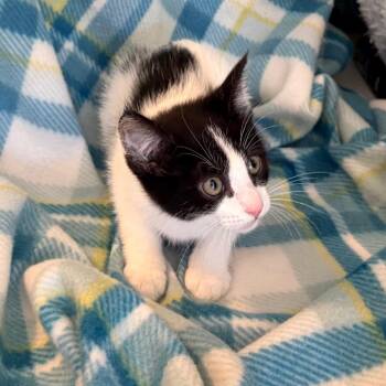 Tuesday -  Domestic Medium Hair Cat for Adoption in Blackfoot, Idaho - Tuesday | PetCurious