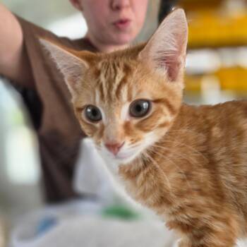 Mufasa -  Domestic Short Hair Cat for Adoption in Chapel Hill, North Carolina - Mufasa | PetCurious
