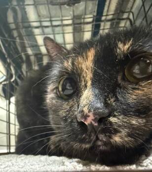 Pepper -  Domestic Short Hair Cat for Adoption in Honolulu, Hawaii - Pepper | PetCurious