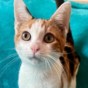 Rescue Domestic Short Hair Cats for Adoption in Los Angeles, California - Mia | PetCurious