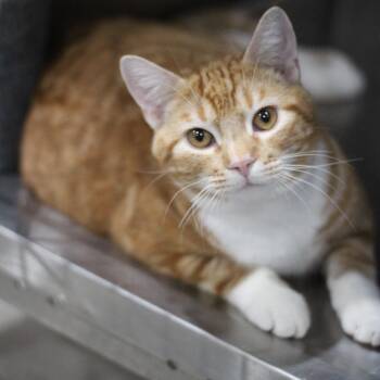 Domestic Short Hair Cats Available for Adoption in Ottumwa, Iowa - Mr. Beast | PetCurious