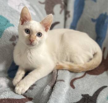 Rescue Siamese and Domestic Short Hair Cats for Adoption in Converse, Texas - Gravy | PetCurious