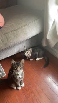 Mila -  Domestic Medium Hair Cat for Adoption in Alafaya, Florida - Mila | PetCurious