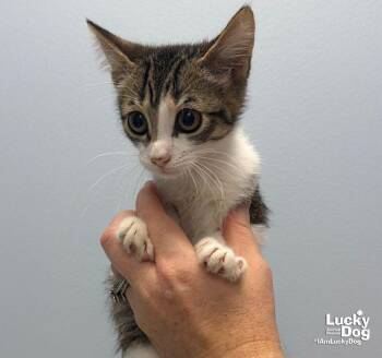Gravel -  Domestic Short Hair Cat for Adoption in Washington, District Of Columbia - Gravel | PetCurious