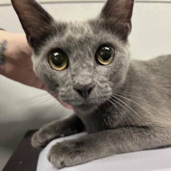 Suki -  Domestic Short Hair Cat for Adoption in Tampa, Florida - Suki | PetCurious