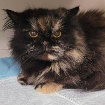 Persian Cats Available for Adoption in Meriden, Connecticut - Penny The Beautiful Persian! | PetCurious