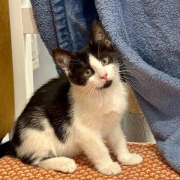 Domestic Short Hair Cats Available for Adoption in Las Vegas, Nevada - Molly | PetCurious