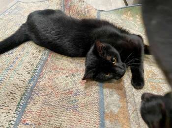 Gambit -  Domestic Short Hair Cat for Adoption - Gambit | PetCurious