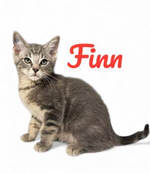 Rescue Domestic Short Hair Cats for Adoption in Pawleys Island, South Carolina - Finn | PetCurious