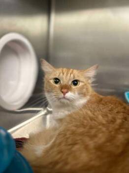 Sharpay -  Domestic Short Hair Cat for Adoption in Munster, Indiana - Sharpay | PetCurious